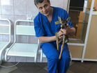 Ветеринарный врач на дому, усыпление, кремация