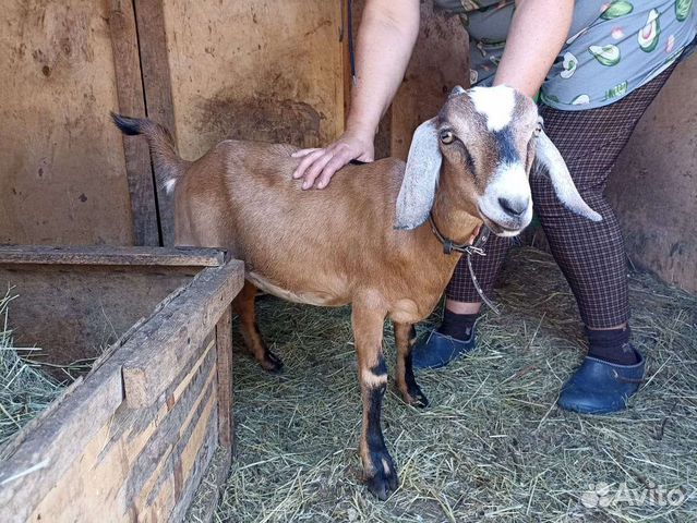 Нубийские козочки. Дойные козы. Козел