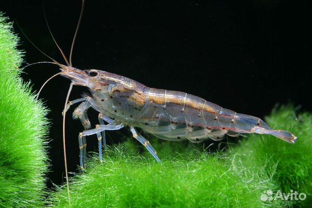 Креветки амано