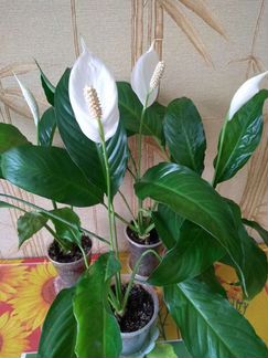 Спатифиллум - женское счастье