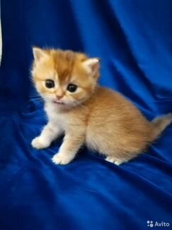 Клубный британский котик и кот для вязки