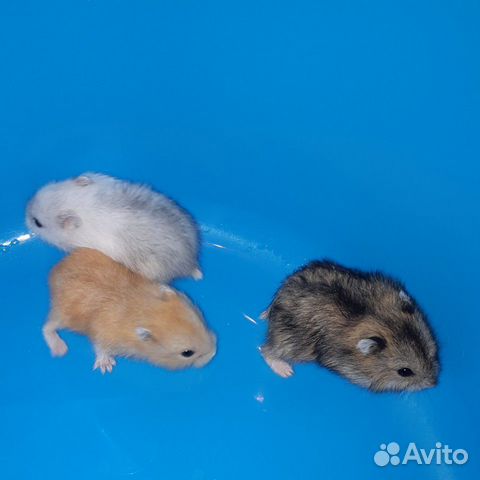 Джунгарские хомячки (Клетки, Доставка)