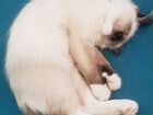 Кот Невский Маскарадный на вязку (за котенка) объявление продам