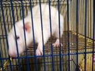 Декоративная крыса с клеткой объявление продам