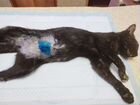 Льготная стерилизация кошек и собак