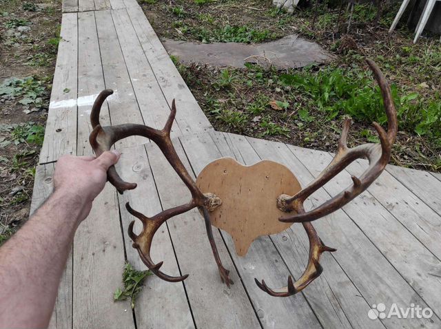 Рога оленя