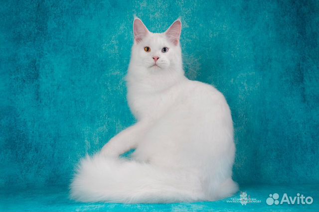 Мейн-кун вязка