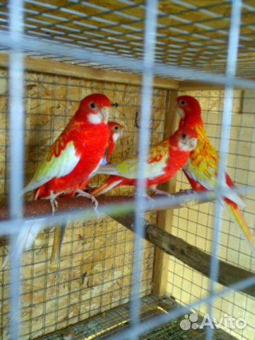 Попугай Розелла молодежь