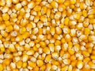 Кукуруза 10-12р объявление продам