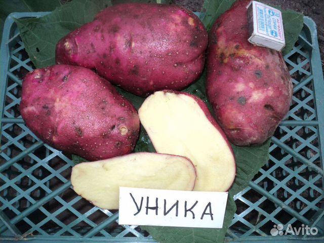 Посадочный картофель