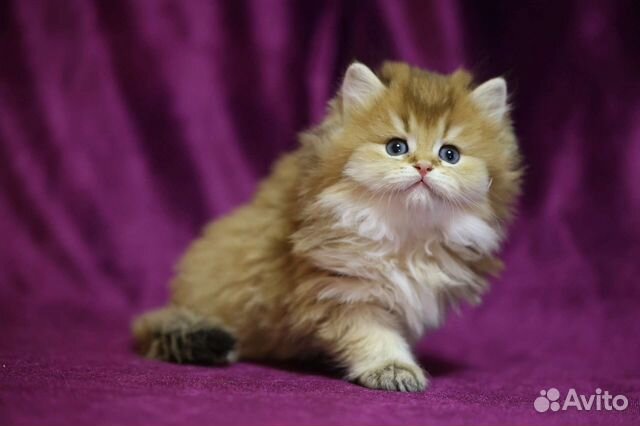 Британская золотая шиншилла