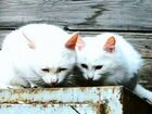 Котята с мамой ангорские