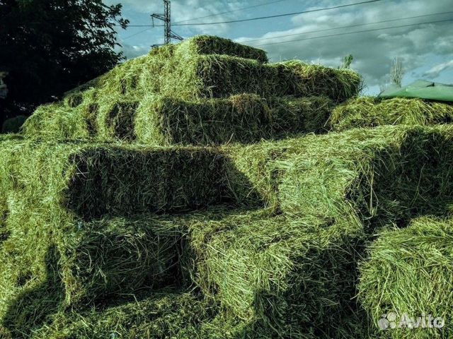 Сено в тюках 2023г. Доставка от 1 шт