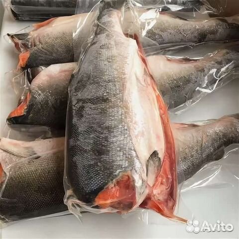 Кижуч (дикий лосось)