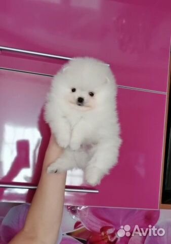 Померанский Милый шпиц