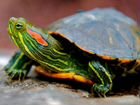 Черепахи. Две красноухие черепахи в Дар