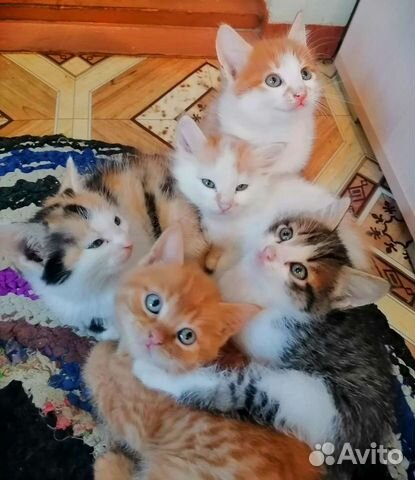 Котята с Большими Ушами в добрые руки купить в Улан-Удэ | Животные и ...