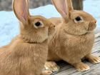 Кролики Бургундские и Белый паннон объявление продам
