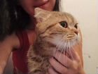 Шотландская кошка вязка объявление продам