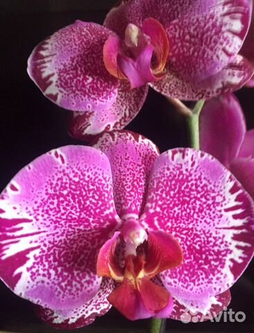 Орхидея зимняя вишня фото и описание