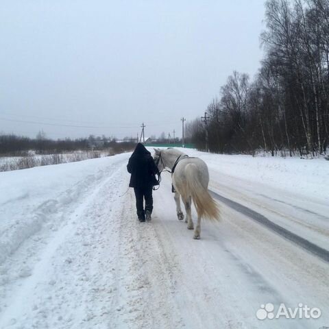 Аренда лошади, обучение верховой езде