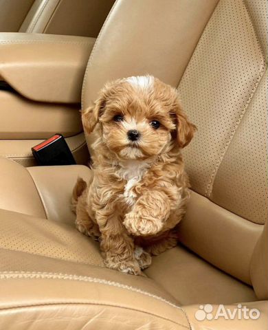 Щенки мальтипу f1 мини