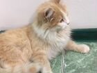 Норвежская лесная длинношёрстая кошка объявление продам