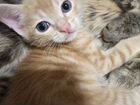 Рыжик котенок объявление продам