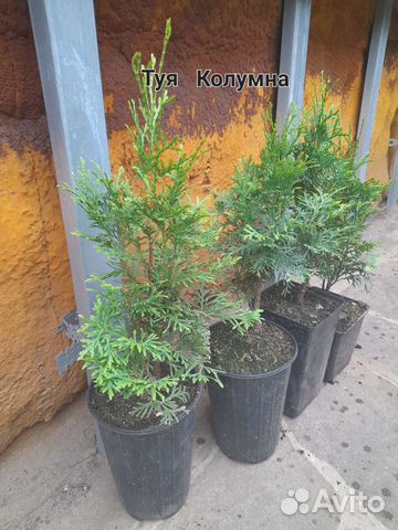 Туя смарагд,даника,сосна горная пумилио,ель