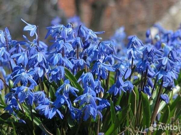 Цветы садовые Многолетники