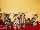 Клубные бенгальские котята (бронь)