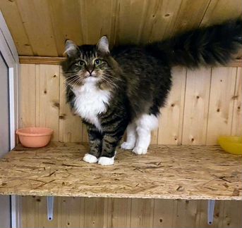 Котик в добрые руки