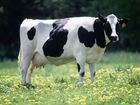 Голштинская корова объявление продам