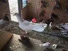 Бакинские голуби широкохвостые
