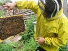 Обучение пчеловодов