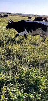 Продаю коров,бычков телят,баранов - фотография № 2
