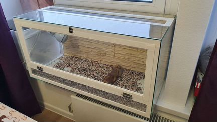 Террариум для рептилий