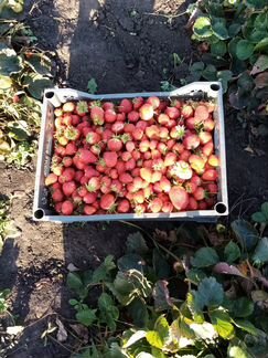 Деревенскии картофель