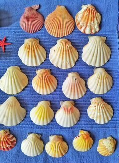 Морские ракушки