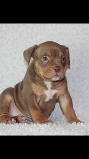 Американский Булли красивые детки