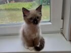 Сиамский котёнок объявление продам