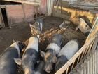 Свиньи живым весом объявление продам