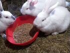 Кролики большой выбор объявление продам