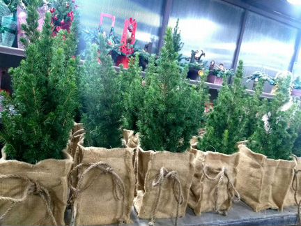 Ель новогодняя живая у джутовом кашпо 50см