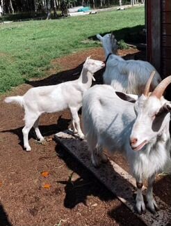 Четыре нубийские и зааненские козы - фотография № 1