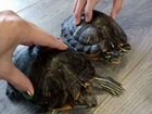 Красноухая черепаха 2 шт объявление продам