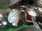 Красноухая водная черепаха с аквариумом
