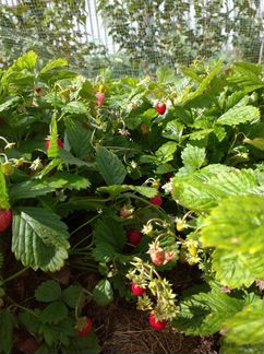 Мелкоплодная садовая земляника