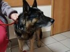 Найдена собака немецкая овчарка объявление продам