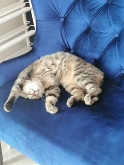 Симочке нужен дом